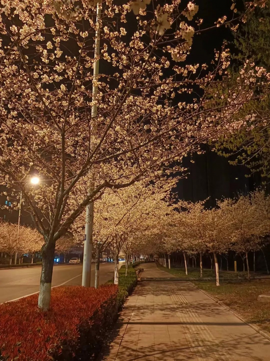 職工文苑|霜降的韻味和寓意